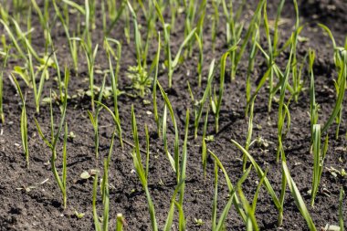 Bahar bahçe bitkileri, sarımsak ile Sebze yatak