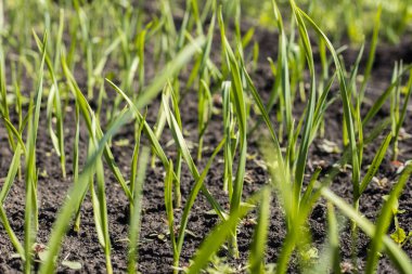 Bahar bahçe bitkileri, sarımsak ile Sebze yatak