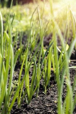 Bahar bahçe bitkiler, soğan ile Sebze yatak