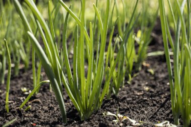 Bahar bahçe bitkiler, soğan ile Sebze yatak