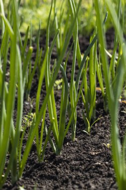 Bahar bahçe bitkiler, soğan ile Sebze yatak