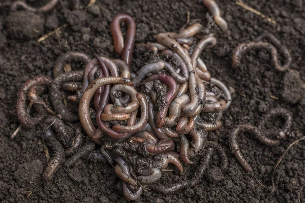 蚯蚓或夜间毛虫在地上 他们的消化过程将有机物转化为土壤 蚯蚓和更健康的物质 — 图库照片