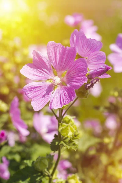 阳光下的花朵简单而可爱 照亮了粉红色的花瓣 盛开的野生玫瑰 在一个绿色的领域 药用棉花糖 — 图库照片