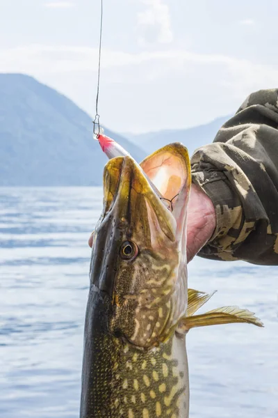Altay, Sibirya, Rusya Federasyonu - 10 Haziran 2018 - kupa balık bir balıkçı dağlar ve su arka plan üzerinde elinde. Pike