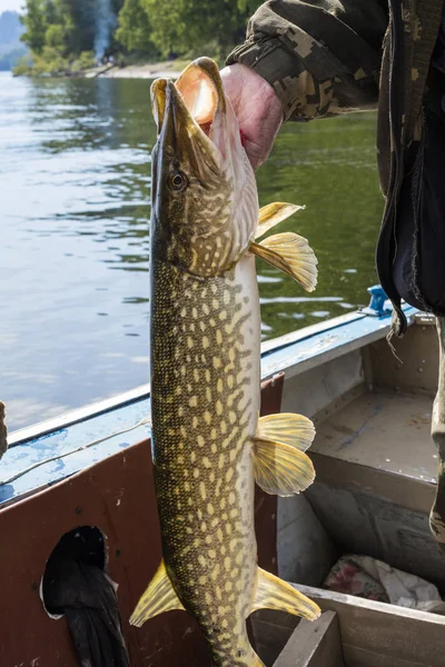 Altai Sibirien Russland Juni 2018 Trophäenfisch Den Händen Eines Fischers — Stockfoto