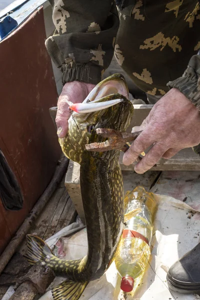 Altai Siberia Russia June 2018 Trophy Fish Hands Fisherman Pike — Stock Photo, Image