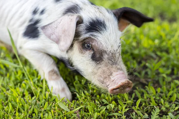 Pequeno Porco Branco Com Manchas Pretas Focinho Porco Close — Fotografia de Stock