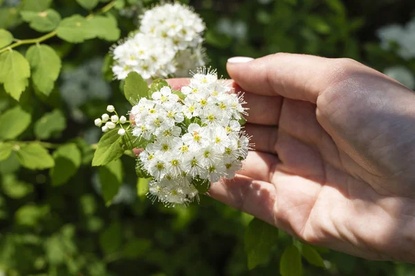 Egy Női Kéz Fehér Virágok Gyönyörű — Stock Fotó