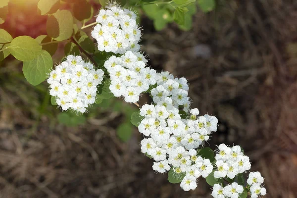 Fehér Virágok Gyönyörű Viburnum Lentago Nannyberry Minnesota Vadvirágok — Stock Fotó