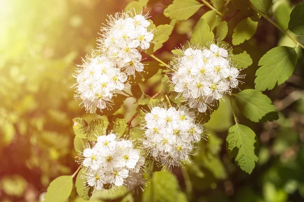 Fehér Virágok Gyönyörű Viburnum Lentago Nannyberry Minnesota Vadvirágok — Stock Fotó