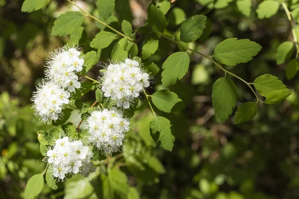 白い花を持つ美しい分岐します ガマズミ属の木 Lentago Nannyberry ミネソタ州の野生の花 コピー スペース — ストック写真