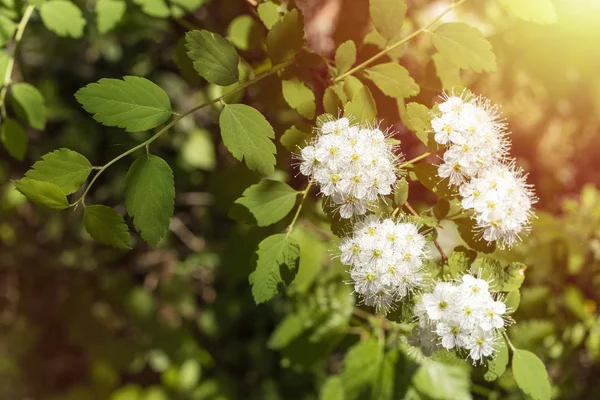 Fehér Virágok Gyönyörű Viburnum Lentago Nannyberry Minnesota Wildflowers Másolja Hely — Stock Fotó