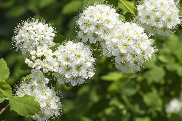 Fehér Virágok Gyönyörű Viburnum Lentago Nannyberry Minnesota Wildflowers Másolja Hely — Stock Fotó