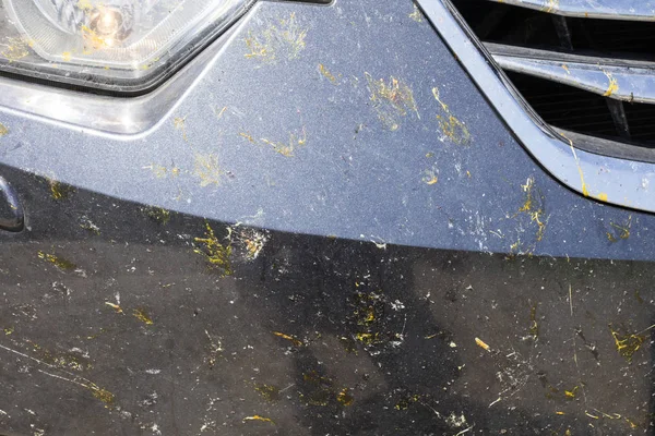 Karanlık Bir Arabanın Tampon Üzerinde Ölü Böcekler Ezilmiş Böcekler Noktalardan — Stok fotoğraf