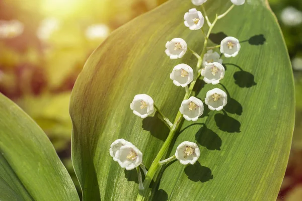 Gyöngyvirág Convallaria Majalis Virágos Tavaszi Kerti Fehér Virágok Tavaszi Virág — Stock Fotó