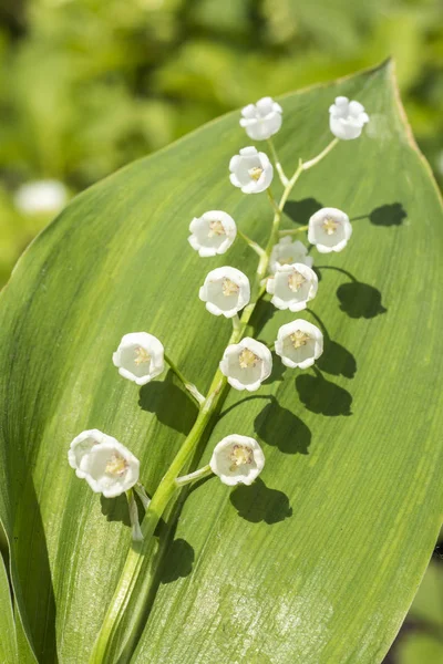 Gyöngyvirág Convallaria Majalis Virágos Tavaszi Kerti Fehér Virágok Tavaszi Virág — Stock Fotó