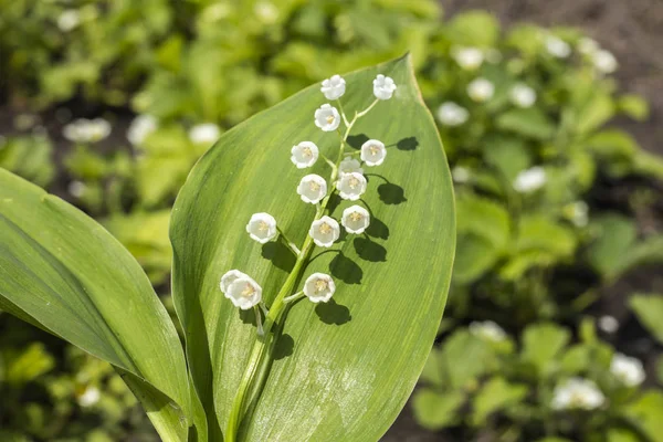 春の庭の白い花のスズラン Convallaria Majalis 春の花 クローズ アップ — ストック写真