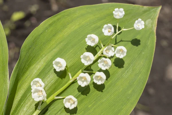 Gyöngyvirág Convallaria Majalis Virágos Tavaszi Kerti Fehér Virágok Tavaszi Virág — Stock Fotó