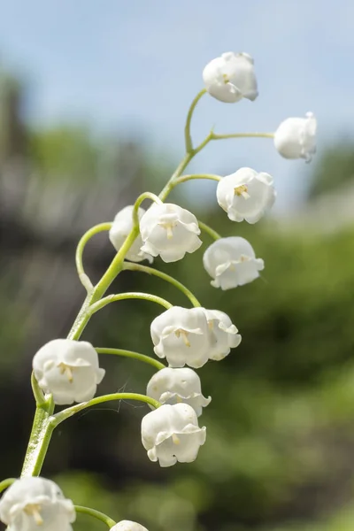 Lily Valley Convallaria Majalis Flower Spring Garden White Flowers Spring — Stock Photo, Image