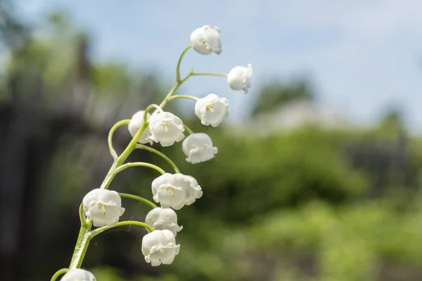 Gyöngyvirág Convallaria Majalis Virágos Tavaszi Kerti Fehér Virágok Tavaszi Virág — Stock Fotó