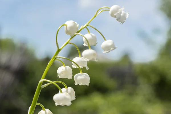 Crinul Văii Convallaria Majalis Floare Grădina Primăvară Flori Albe Floare — Fotografie, imagine de stoc