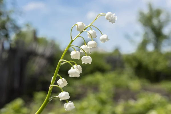 Crinul Văii Convallaria Majalis Floare Grădina Primăvară Flori Albe Floare — Fotografie, imagine de stoc