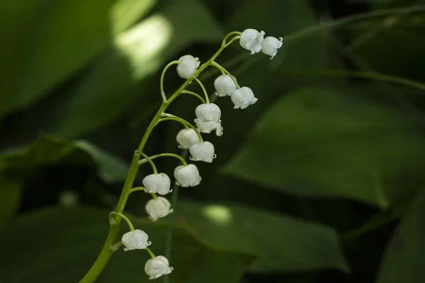 Μιγκέ Convallaria Majalis Λουλούδι Στον Κήπο Λευκά Λουλούδια Την Άνοιξη — Φωτογραφία Αρχείου