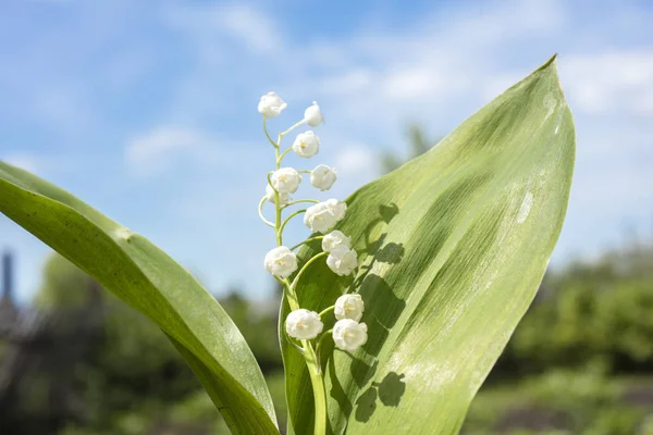 Gyöngyvirág Convallaria Majalis Virágos Tavaszi Kerti Fehér Virágok Tavaszi Virág — Stock Fotó