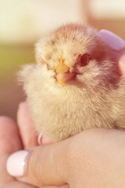 Little Chicken Hands Girl Background Nature — Stock Photo, Image