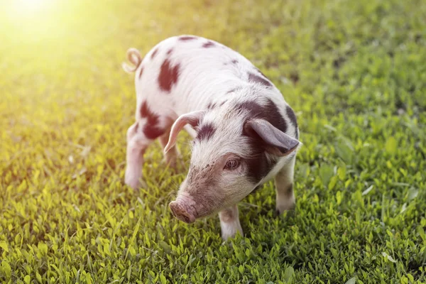 Cerdito Con Manchas Negras Caminando Sobre Hierba Verde — Foto de Stock