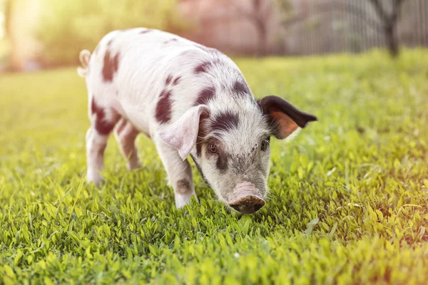 绿草上有黑点的小猪 — 图库照片