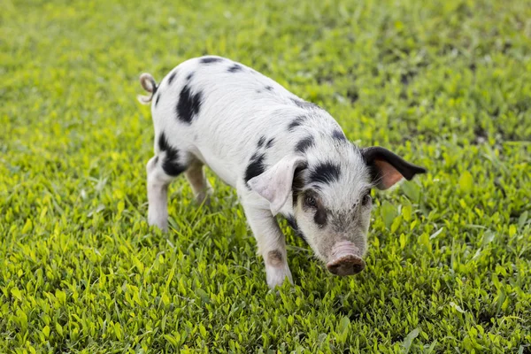 Pequeno Branco Com Manchas Pretas Porco Grama Verde — Fotografia de Stock