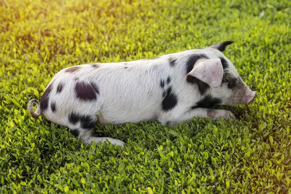 小白带黑点小猪躺在青草上 — 图库照片