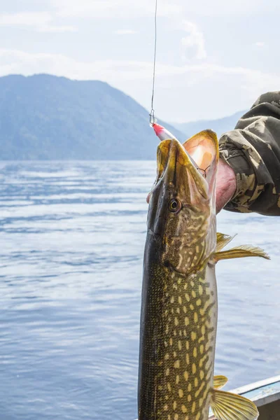 Trophy fish in the hands of a fisherman on the background of mountains and water. Pike