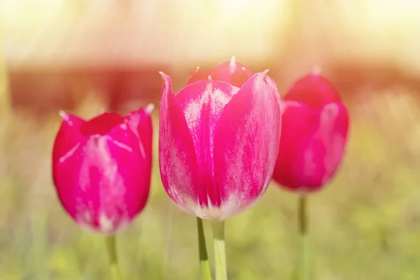 Close Flores Tulipa Fresca Fundo Verde Espaço Cópia — Fotografia de Stock