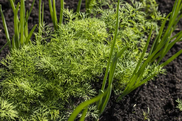 Wiosną Ogród Roślin Warzyw Łóżka Koperkiem Cebuli — Zdjęcie stockowe