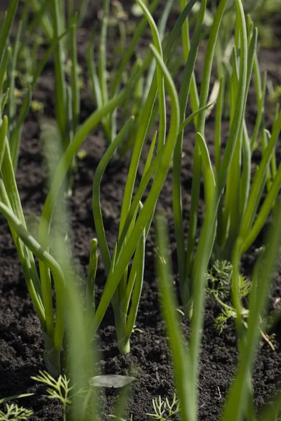 Spring garden plants, vegetable beds with onions