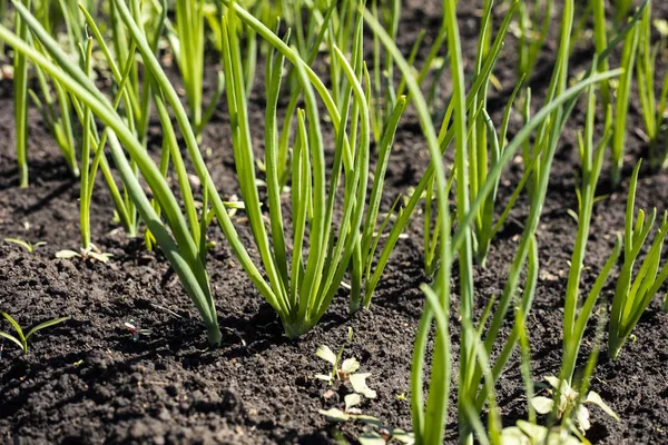 Spring garden plants, vegetable beds with onions