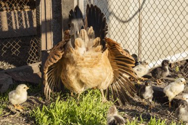 Anne tavuk civcivler tehlikelerden korur.