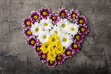 Muhteşem kasımpatı çiçekleri koyu arka plan üzerinde kalp şeklinde