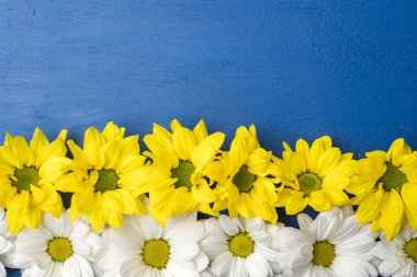Beyaz ve sarı çiçekler, krizantem mavi bir arka plan üzerinde. Tasarım, 8 Mart Kadınlar günü, Sevgililer günü kartı için şablon