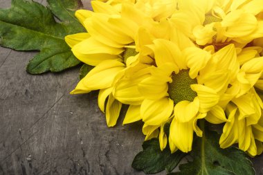 Kopya alanı bir koyu zemin üzerine sarı krizantem 