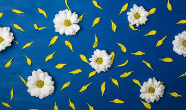 Beyaz kasımpatı ve mavi bir arka plan üzerinde sarı yaprakları. Arka plan, doku