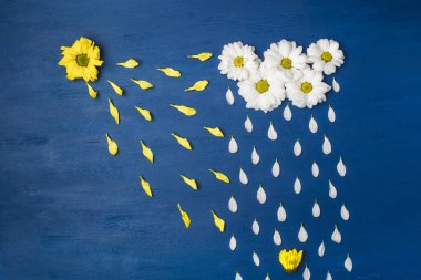 Bulutlar ve yaprakları - şeklinde beyaz kasımpatı çiçeği yağmur damlaları su. Bahar ya da yaz arka plan kopya alanı için metin ile 