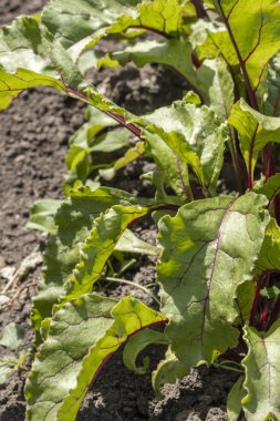 Pancar yaprakları kopya alanı ile Bahçe büyümek 