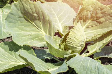 Organik lahana ile kopya yer alan bahçe sebze gıda