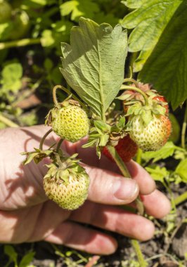 Kırmızı ve yeşil çilek çiftçi elinde yaprakları arasında. Kopya alanı 