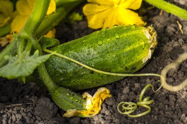 Bahçede salatalık yetiştiriyor.