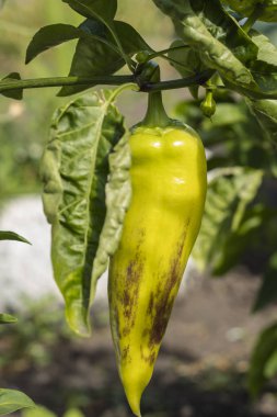 Yeşil biber Bush bahçede büyüyen. Bulgarca veya tatlı biber bitki. Sığ derinlik-in tarla  