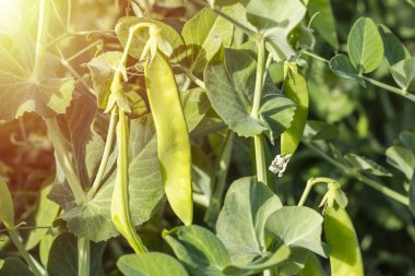 Genç bezelye ve bezelye. Sağlıklı gıda. Taze parlak yeşil bezelye bahçe bezelye bitkiler üzerinde seçici odak. Açık havada artan bezelye